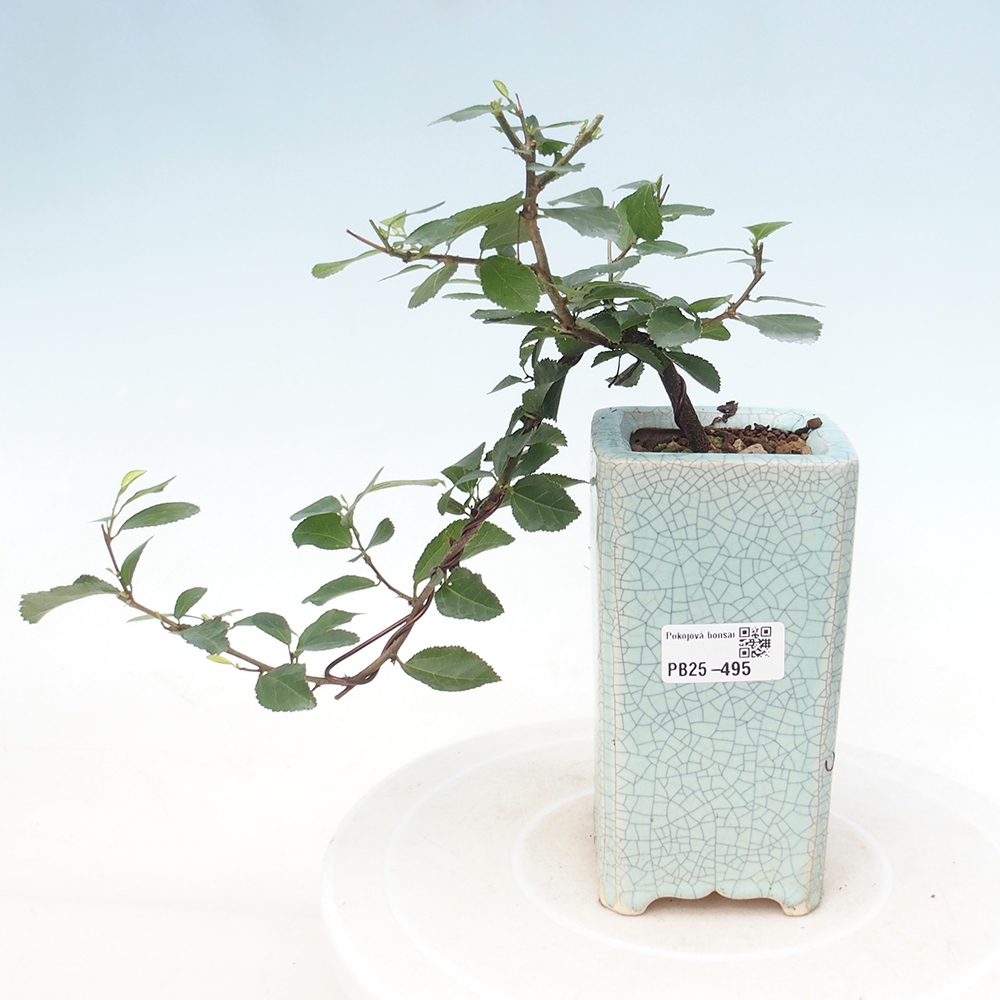 Zimmerbonsai - Grewia occidentalis - Lavendelstern