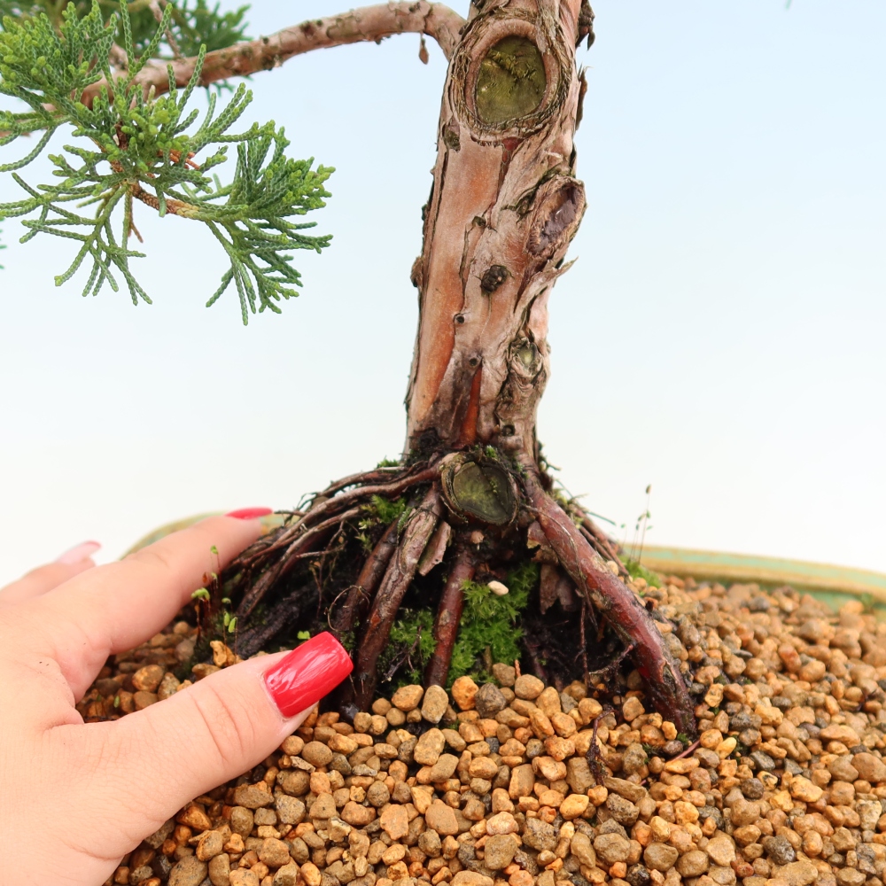Bonsai für draußen - Juniperus chinensis Kishu