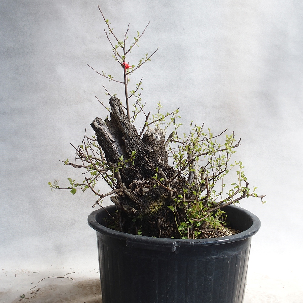 Outdoor Bonsai -Mahalebka - Prunus Mahaleb
