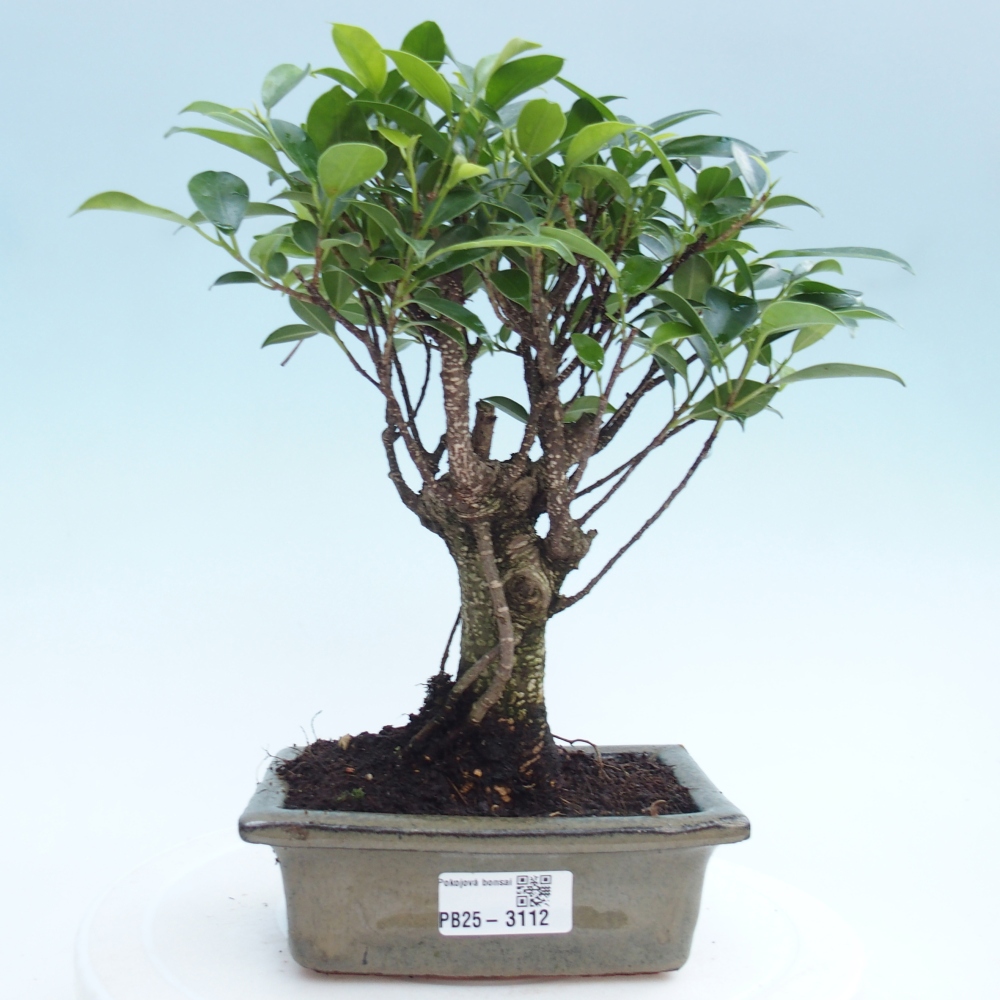 Zimmerbonsai - Ficus retusa - kleinblättriger Ficus
