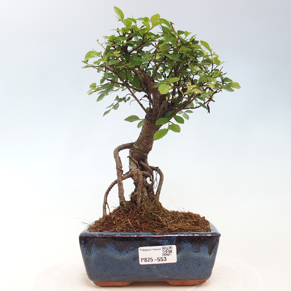 Zimmerbonsai - Ulmus parvifolia - Kleinblättrige Ulme