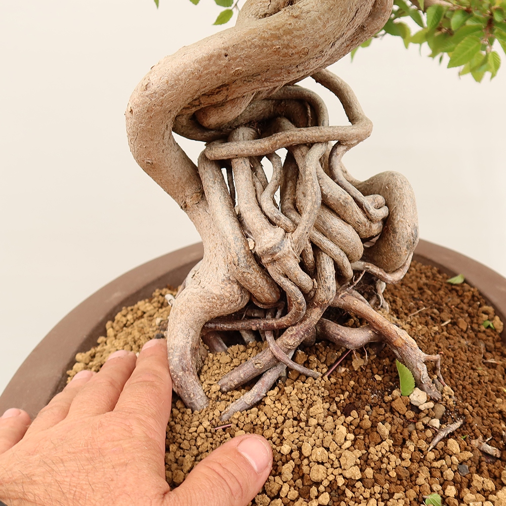 Bonsai im Freien - Carpinus Coreana - Koreanische Hainbuche