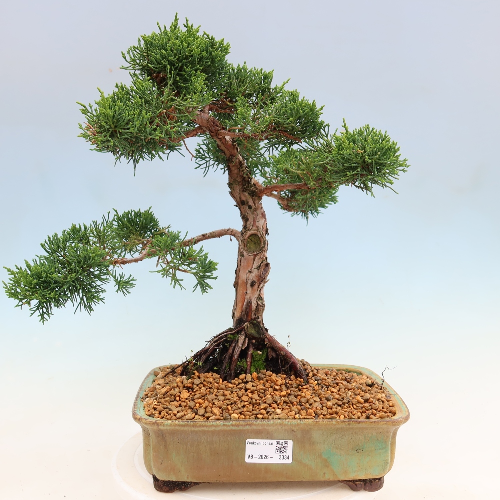 Bonsai für draußen - Juniperus chinensis Kishu