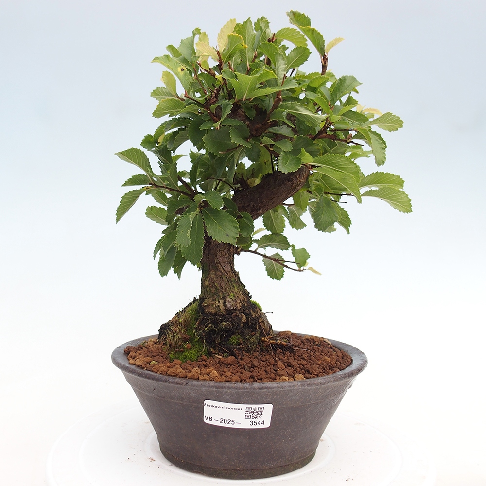 Bonsai für draußen - Zelkova - Zelkova NIRE