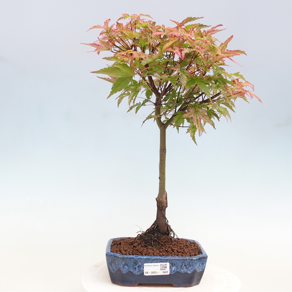 Ahorn - Acer palmatum Beni Tsukasa