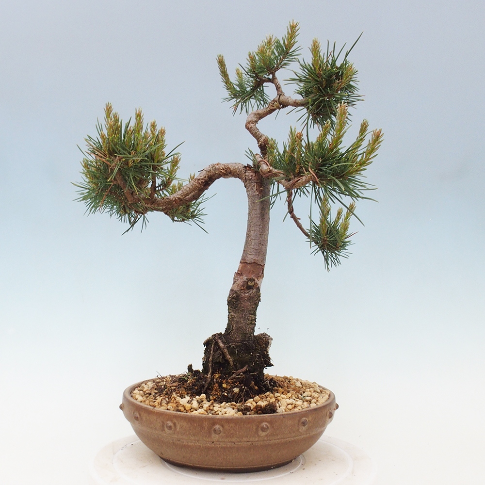 Bonsai im Freien - Pinus Sylvestris - Waldkiefer