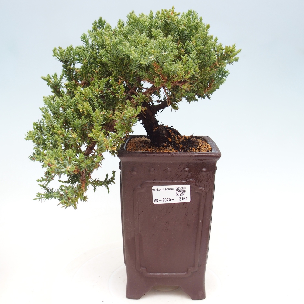 Bonsai im Freien - Juniperus procumbens - Niedergeworfener Wacholder