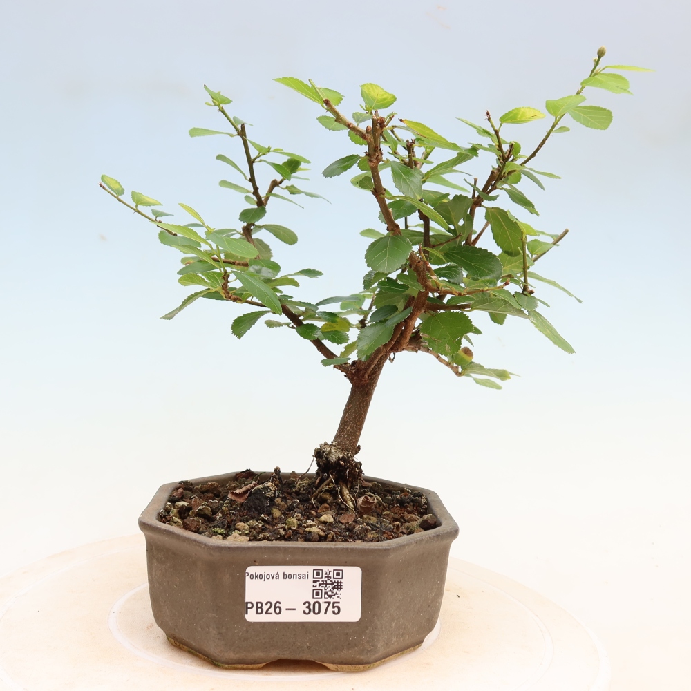 Zimmerbonsai – Grewia occidentalis – Lavendel-Sternblume