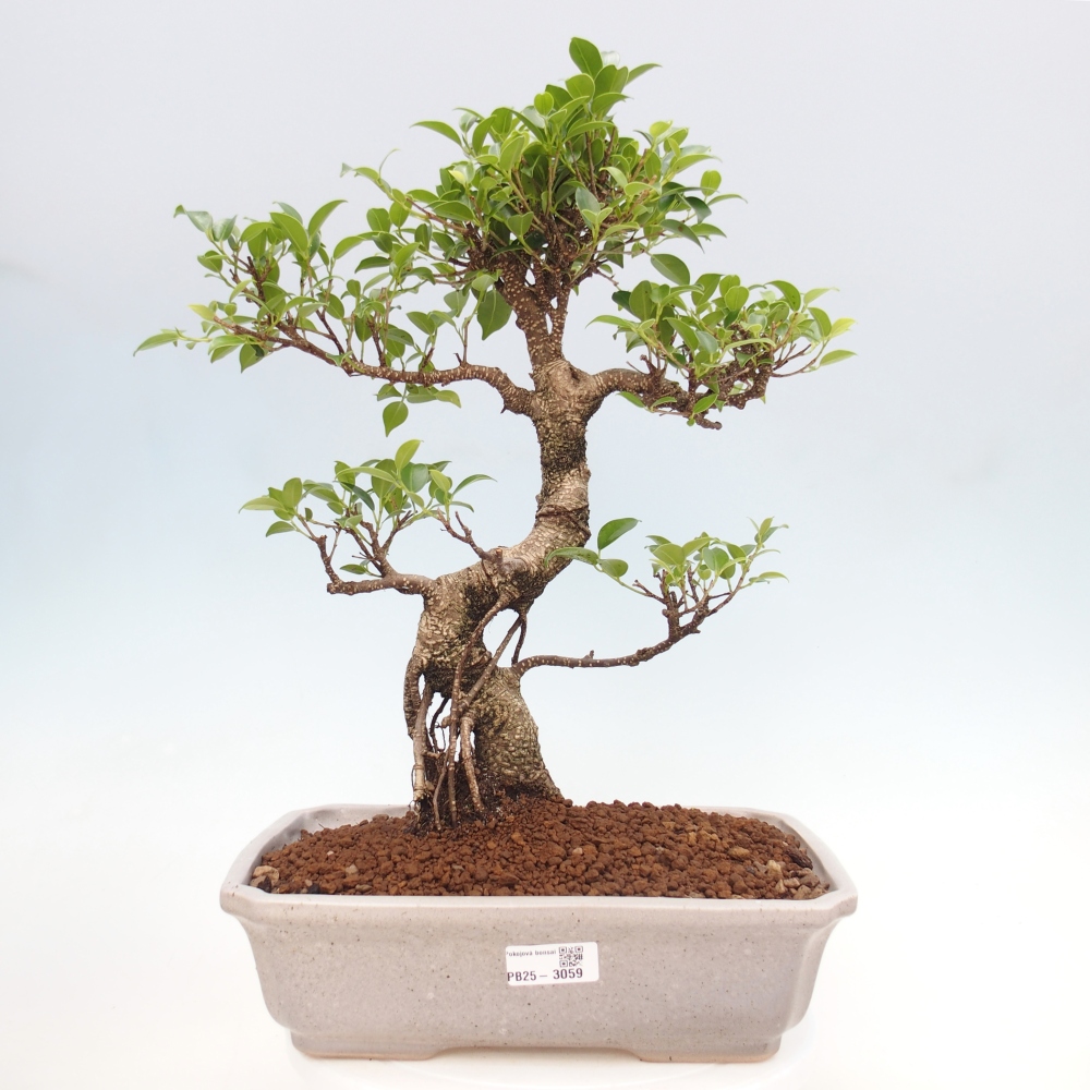 Zimmerbonsai - Ficus kimmen - kleinblättriger Ficus