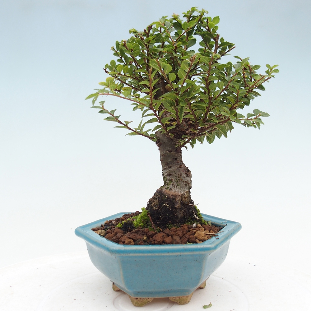 Bonsai im Freien - Ulmus parvifolia Hokkaido - Chinesische Ulme