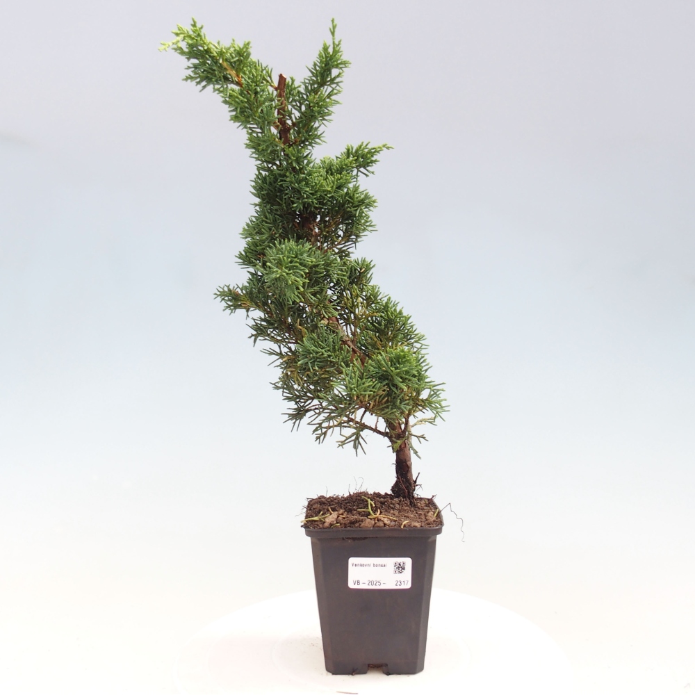 Outdoor-Bonsai - Juniperus chinensis Kishu - Chinesischer Wacholder