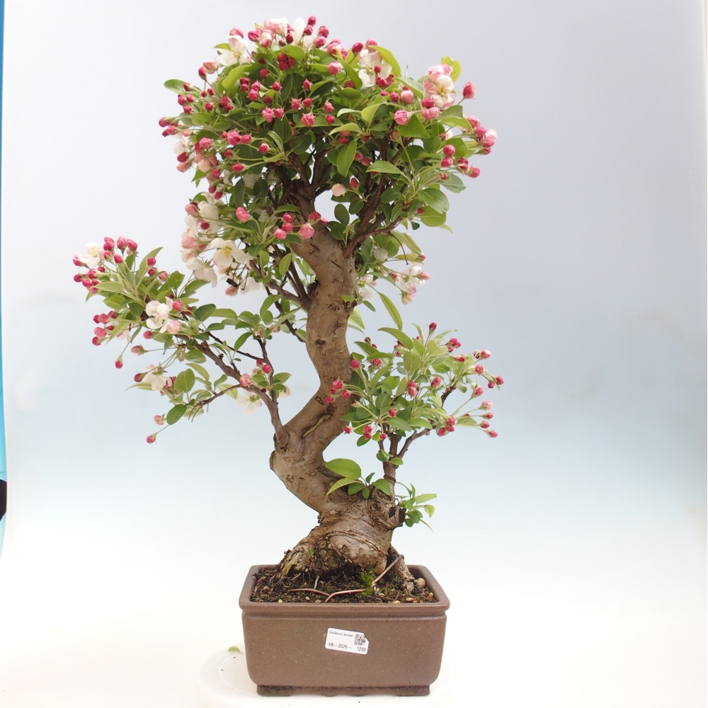 Outdoor-Bonsai -Malus halliana - Kleinfrüchtiger Apfelbaum