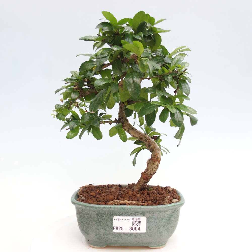 Zimmerbonsai - Carmona Macrophylla - Fuki-Tee