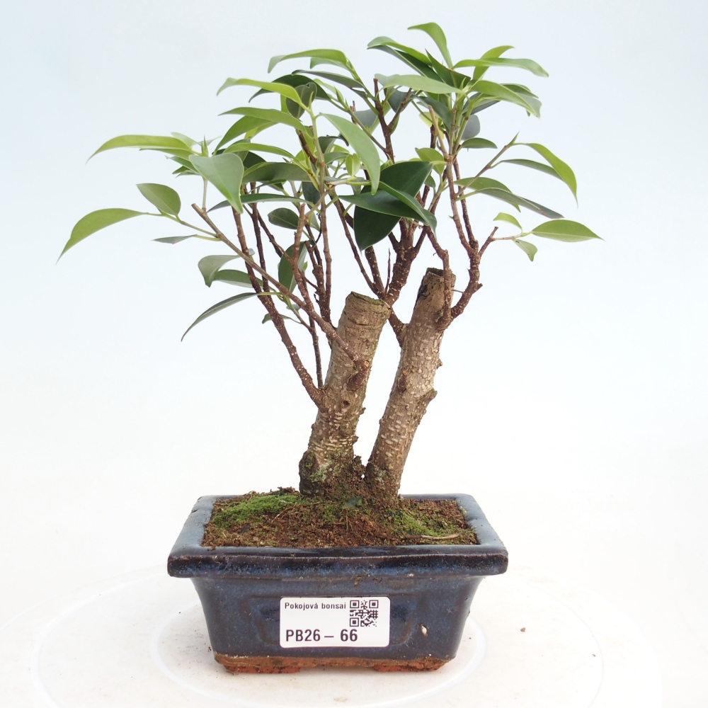 Zimmer Bonsai Ficus retusa kimmen