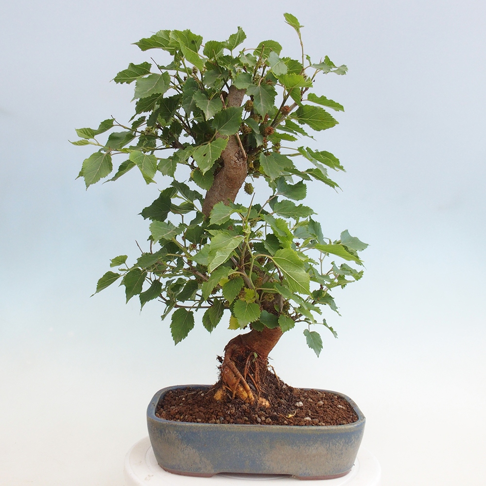 Bonsai im Freien - Morus alba - Maulbeere