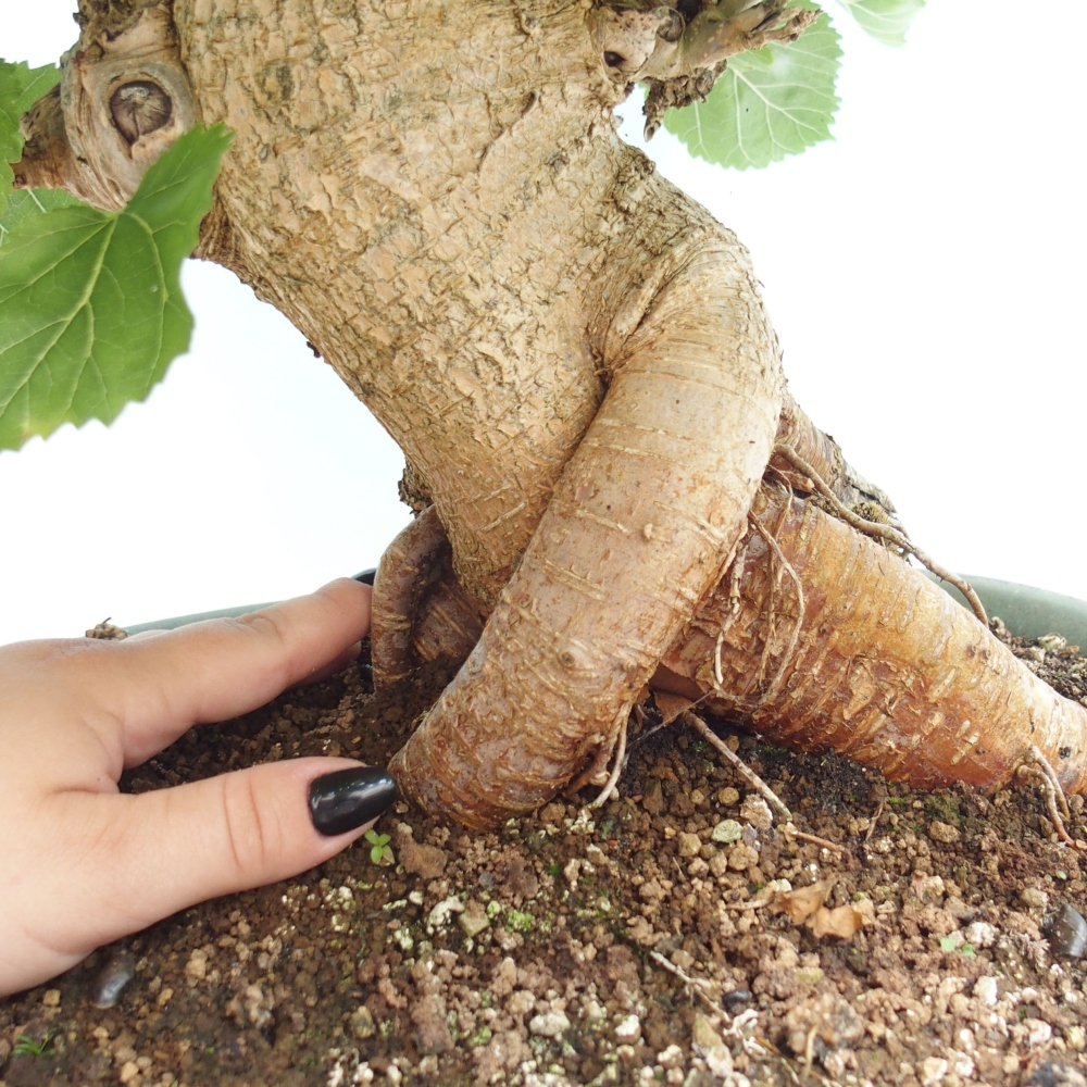 Bonsai im Freien - Morus alba - Maulbeere