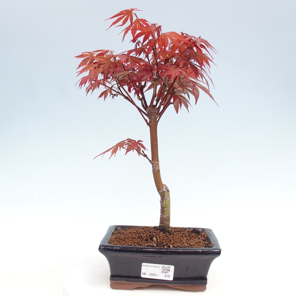 Bonsai im Freien - Acer-Palme. Atropurpureum-Palmenblatt-Ahorn