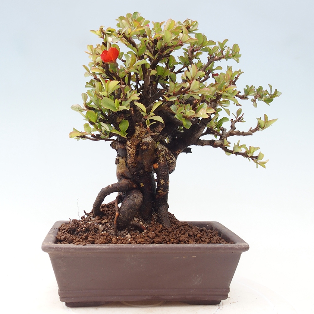 Bonsai für draußen - Chaneomeles speciosa - Quitte