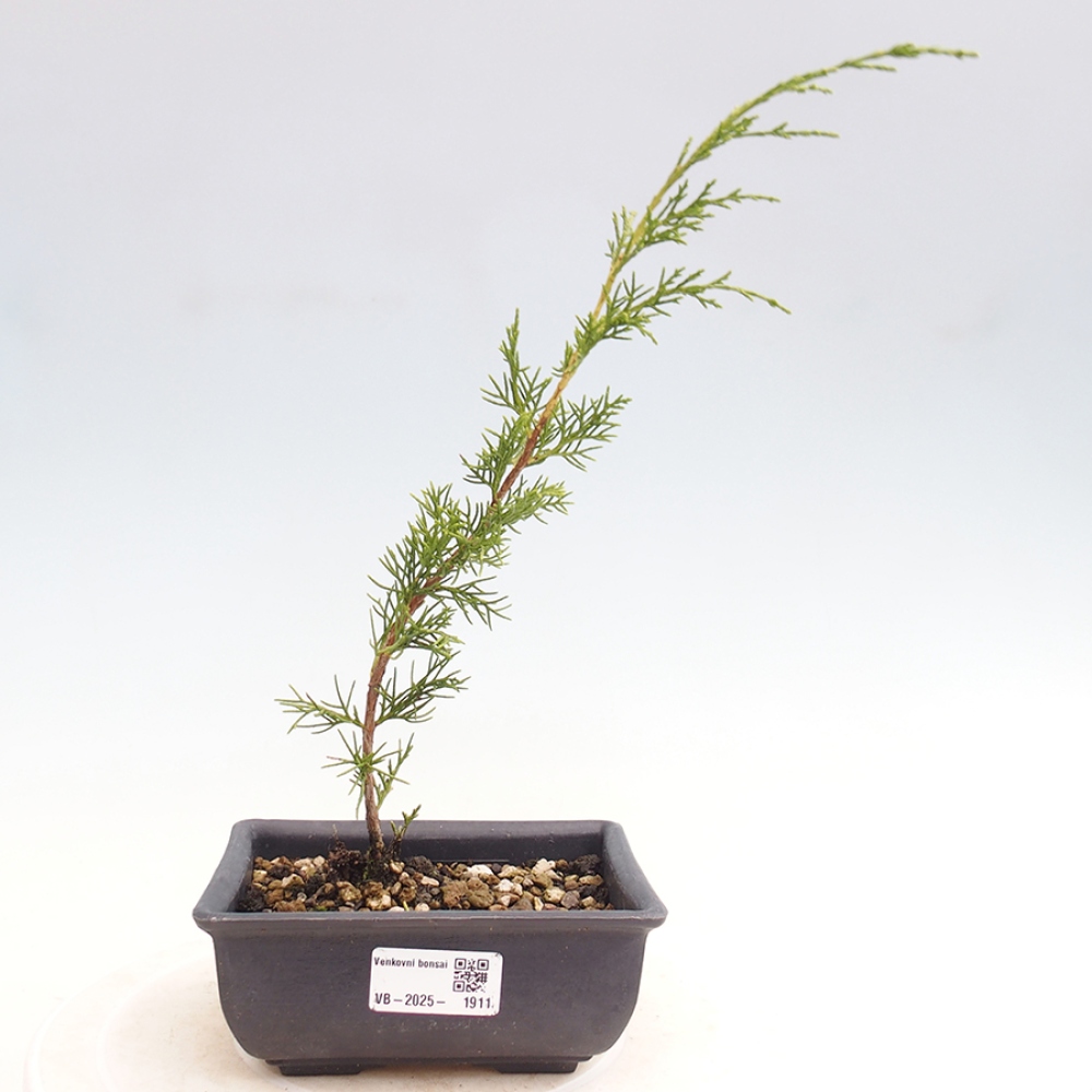 Outdoor bonsai - Juniperus chinensis Itoigawa - Chinese juniper