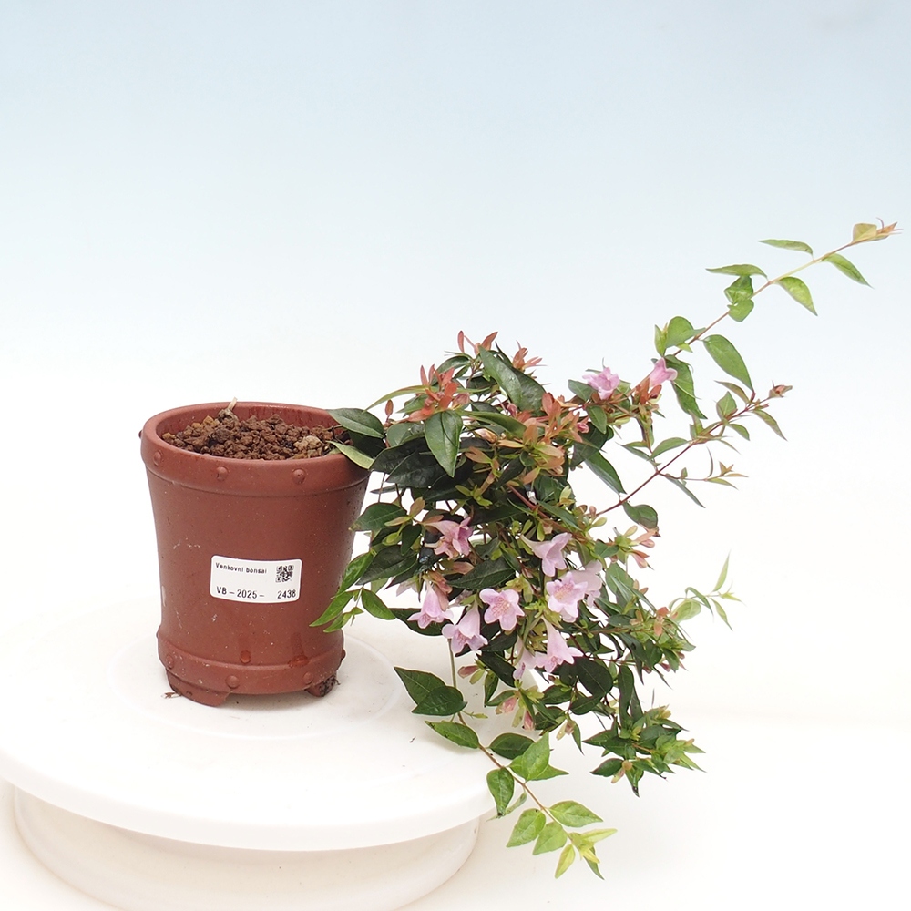 Bonsai im Freien - Abelia Grandiflora - Abelia grandiflora