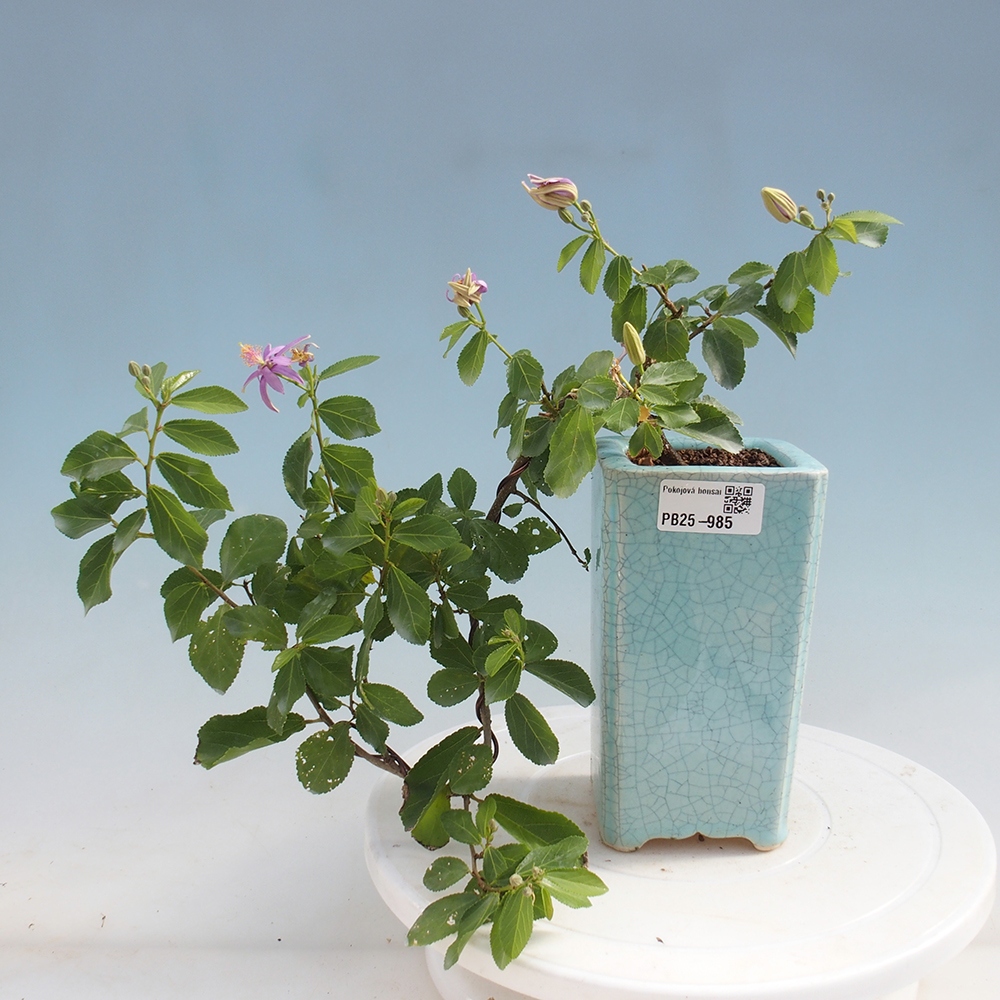 Zimmerbonsai - Grewia occidentalis - Lavendelstern