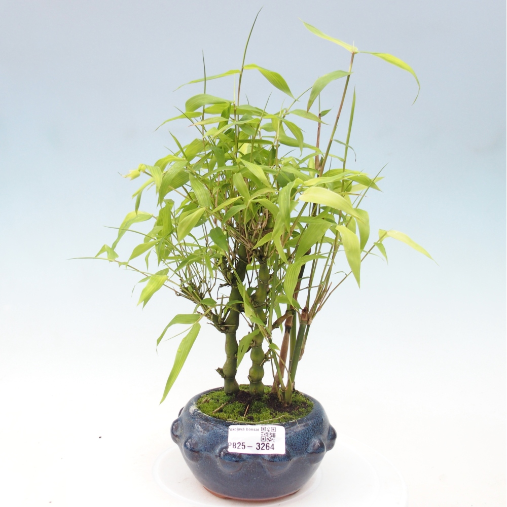 Zimmer Bonsai - Bambus budha-Bambus budha bauch
