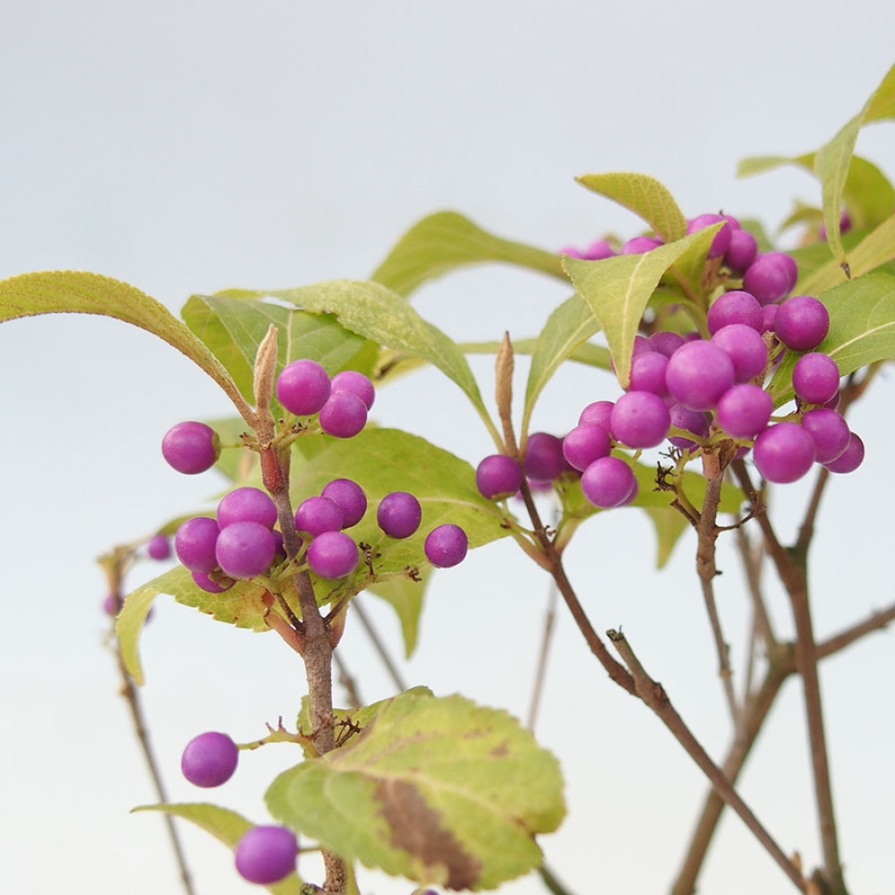 Outdoor-Bonsai - Callicarpa bodinierova Wucherung