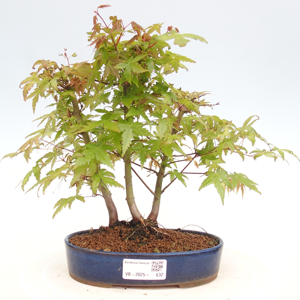Bonsai im Freien - Acer palmatum - Auburn Ahorn
