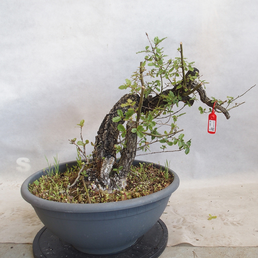 Freilandbonsai Quercus Cerris - Eiche Cer