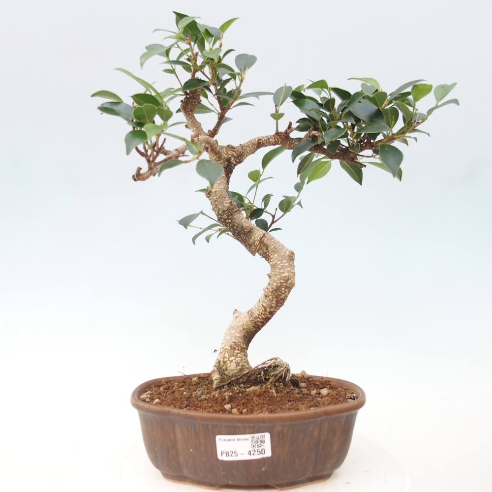Zimmerbonsai - Ficus retusa - Kleinblättriger Ficus