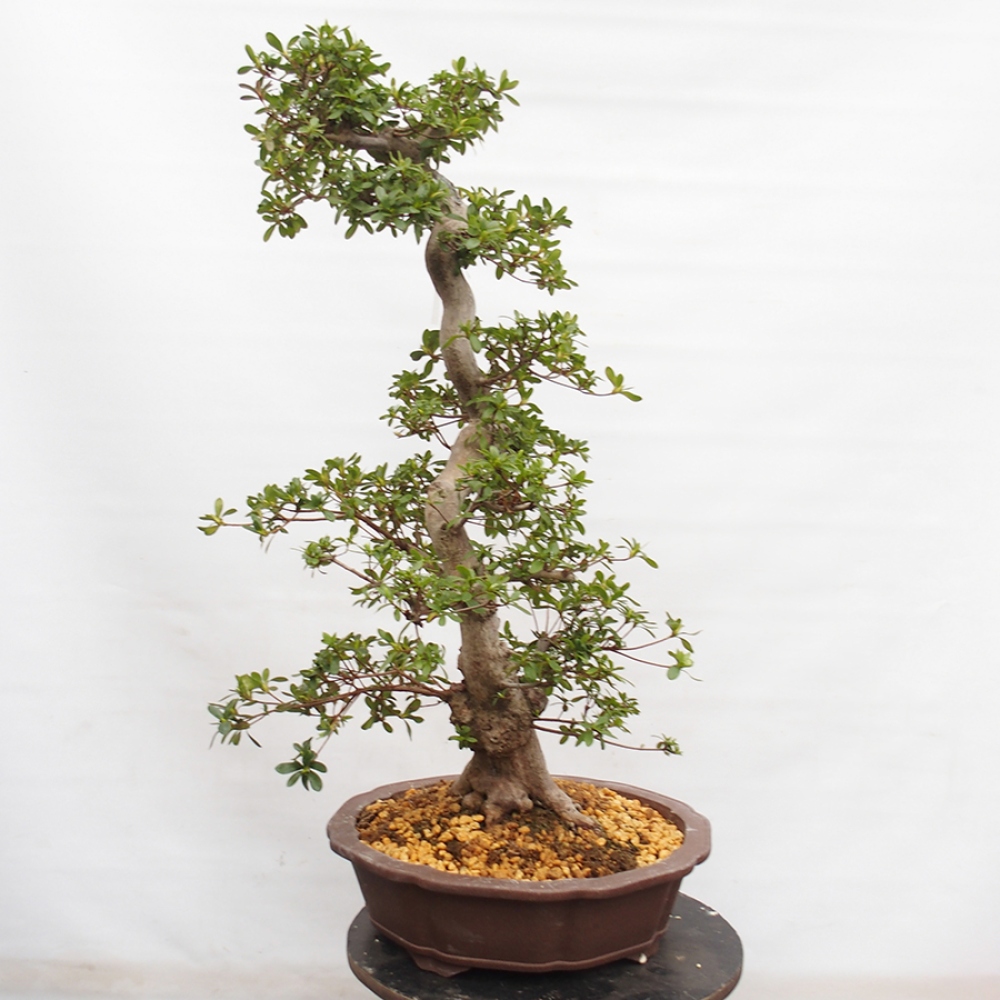 Bonsai im Freien - Japanische Azalee - Azalea Yama-no-Hikari