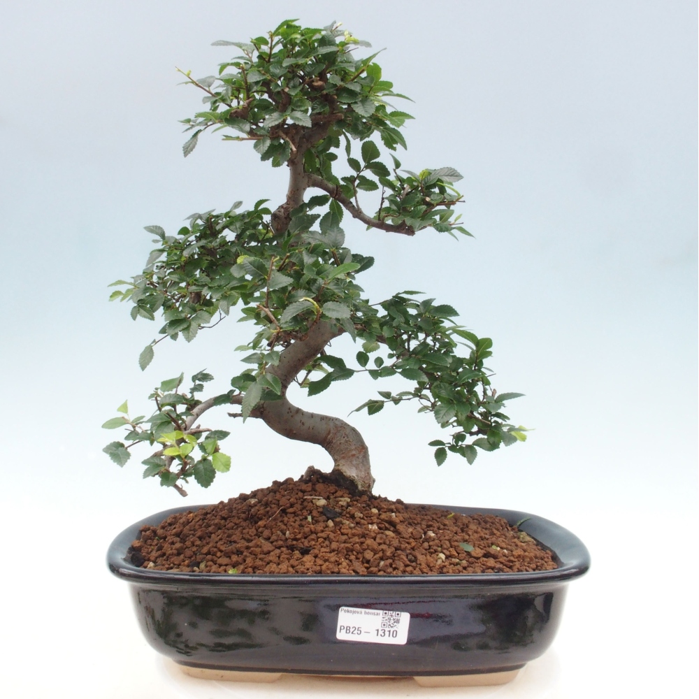 Zimmerbonsai - Ulmus parvifolia - Kleinblättrige Ulme