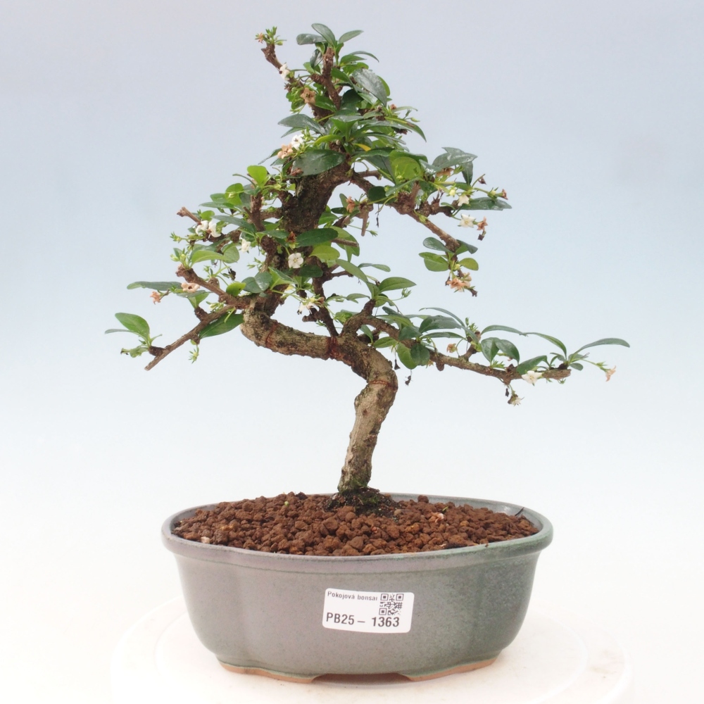 Zimmer Bonsai - Carmona macrophylla - Tea Fuki