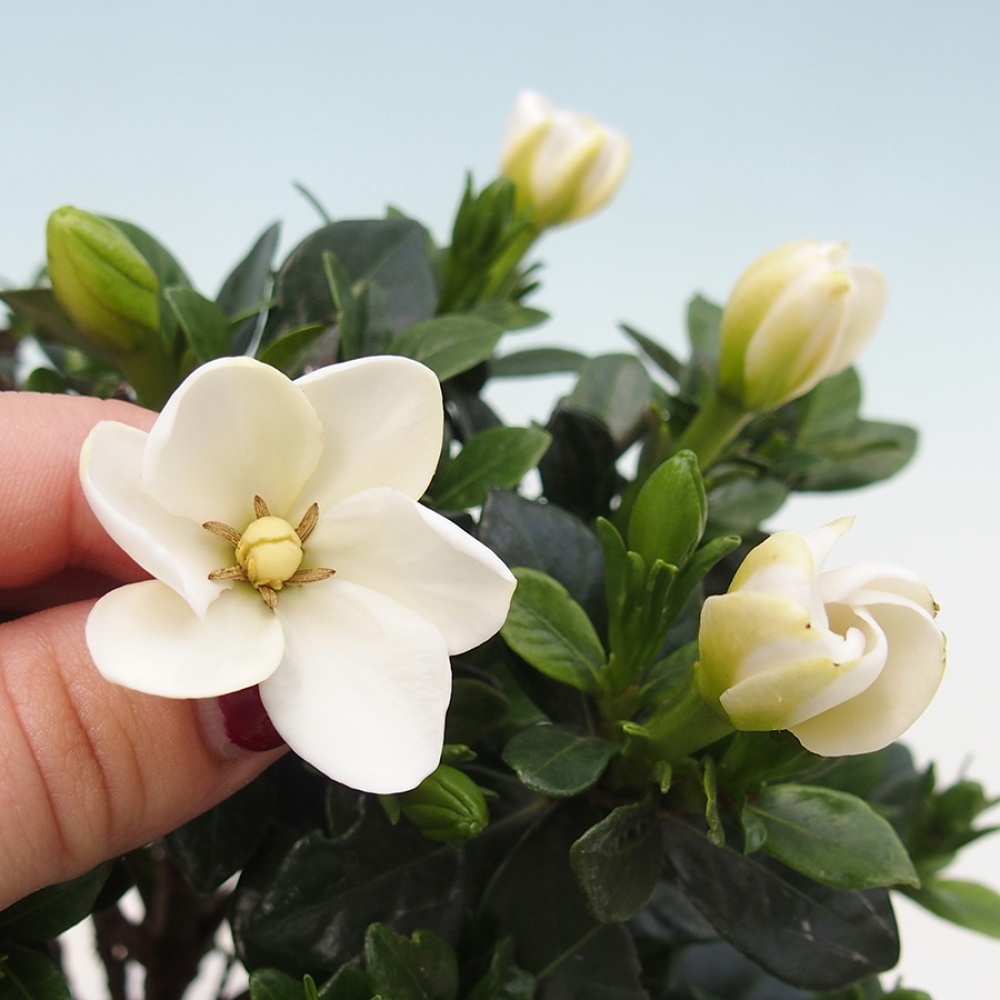 Zimmer bonsai - Gardenia jasminoides-Gardenie