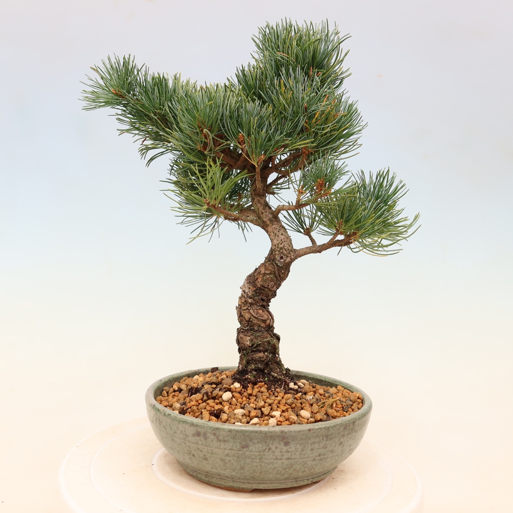 Bonsai für draußen - Pinus parviflora - Pinus parviflora