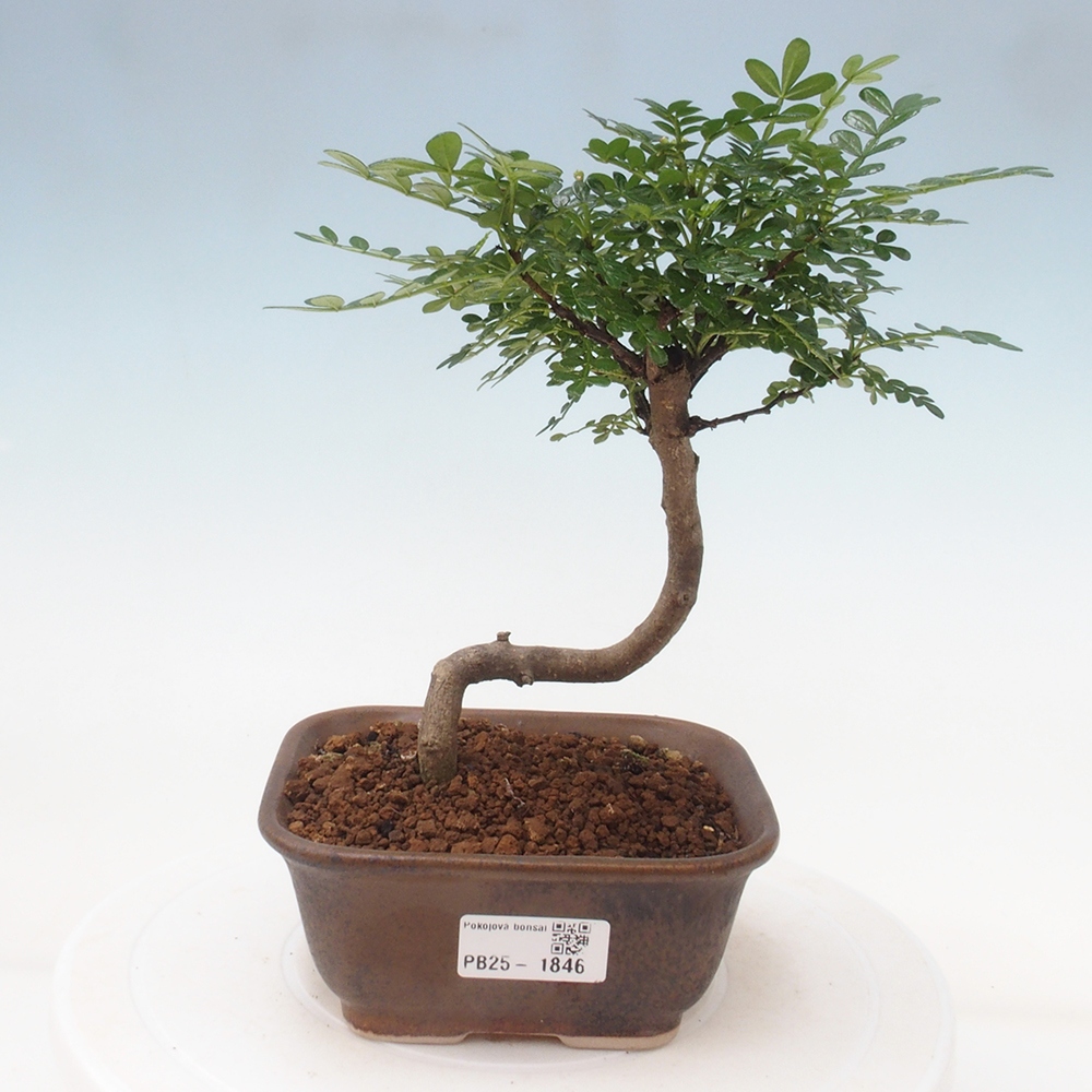 Indoor-Bonsai - Zantoxylum piperitum - Pfefferminze