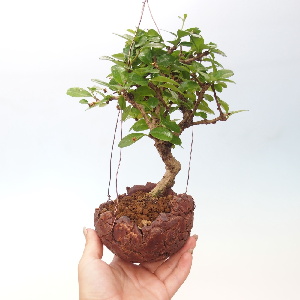 Kokedama in Keramik - Tea-fuki - Carmona macrophylla