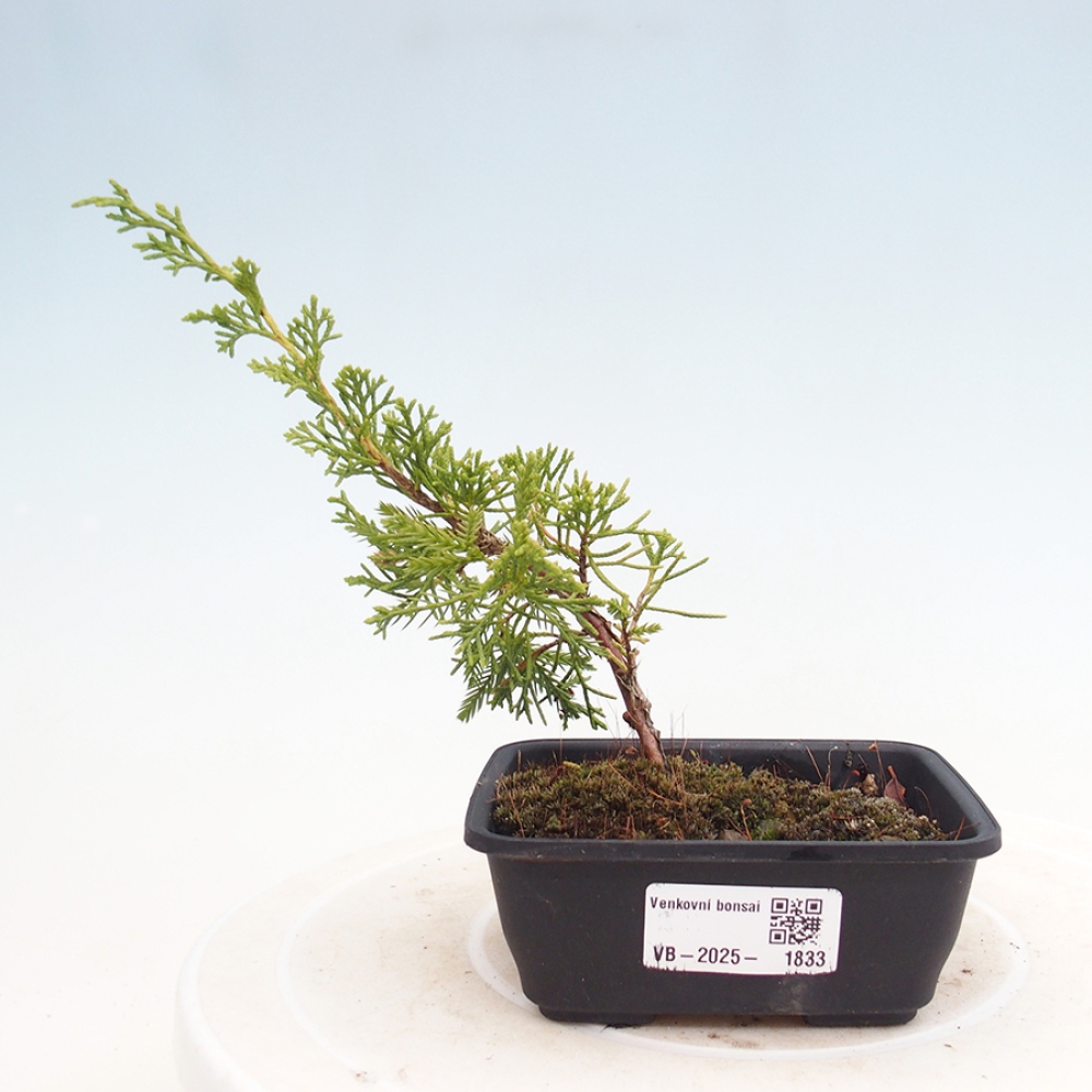 Outdoor bonsai - Juniperus chinensis Itoigawa - Chinese juniper