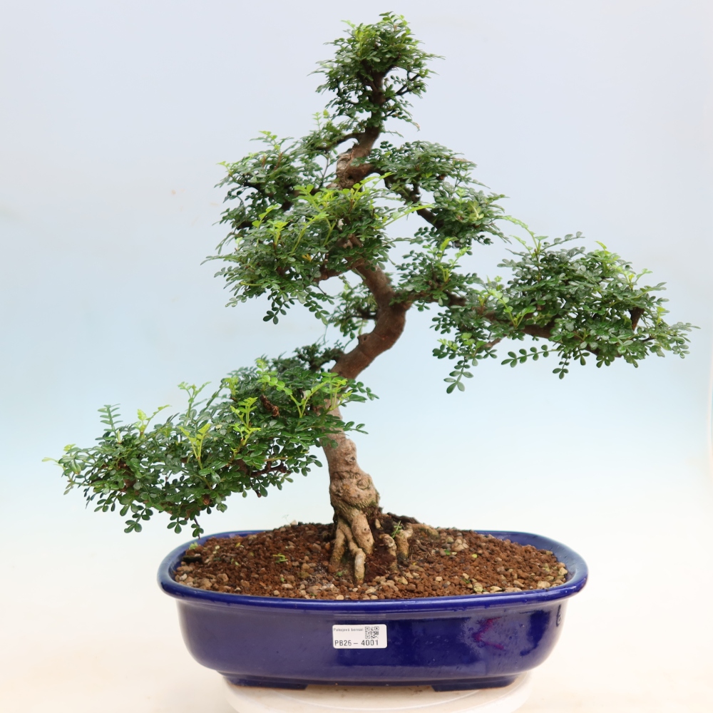 Zimmer Bonsai - Zantoxylum piperitum - Pfefferbaum