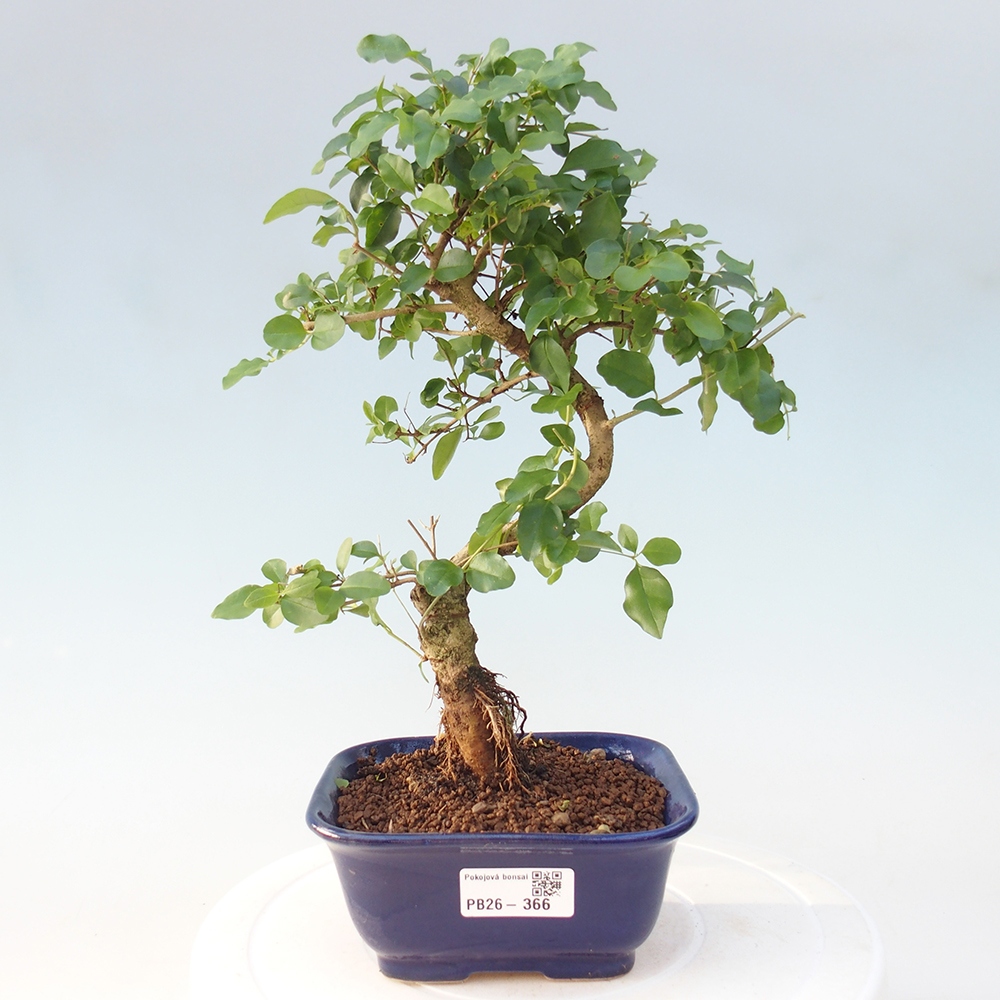Zimmer Bonsai -Ligustrum chinensis - Vogelschnabel