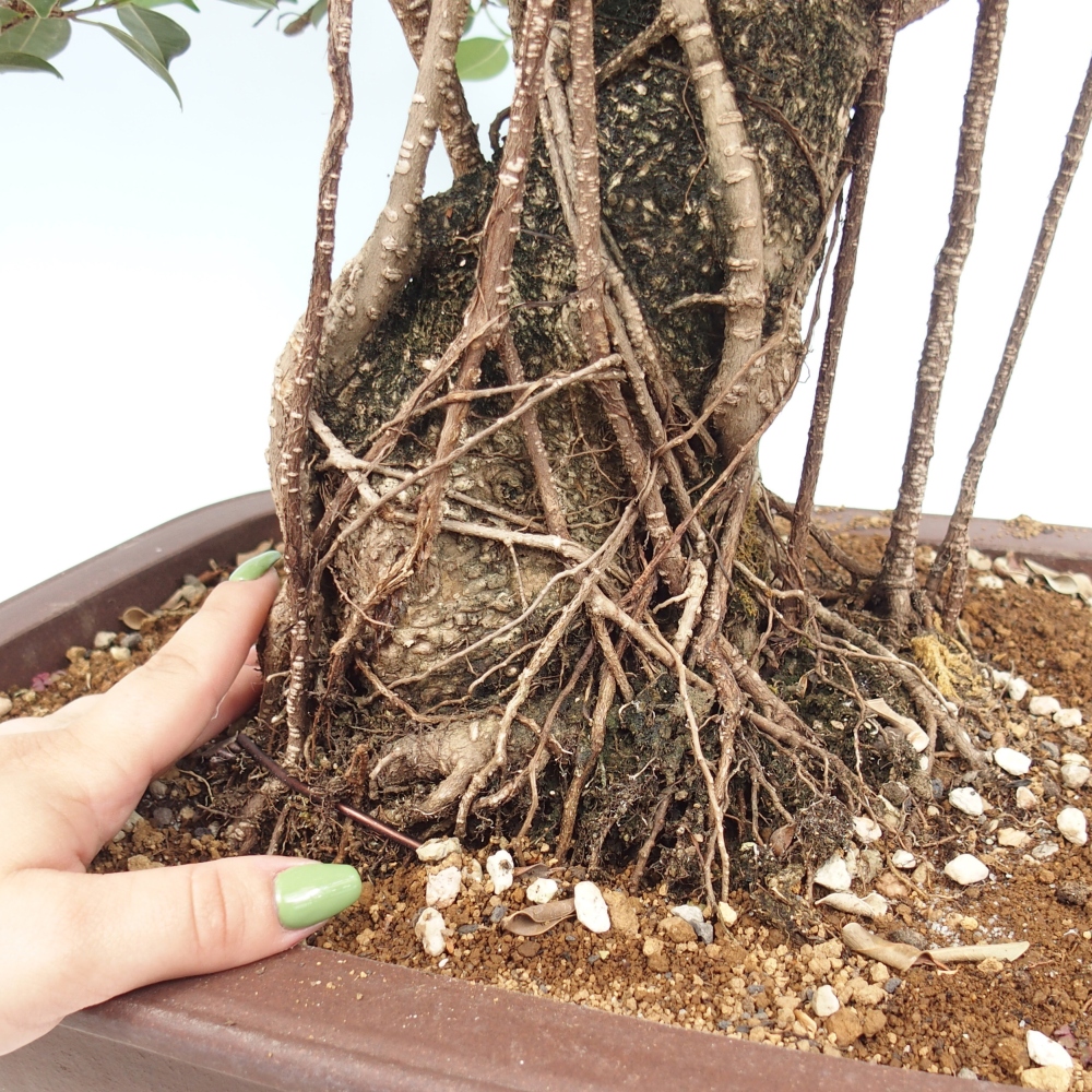 Zimmerbonsai - Ficus kimmen - kleinblättriger Ficus - NUR PERSÖNLICHE ABHOLUNG oder Palettentransport