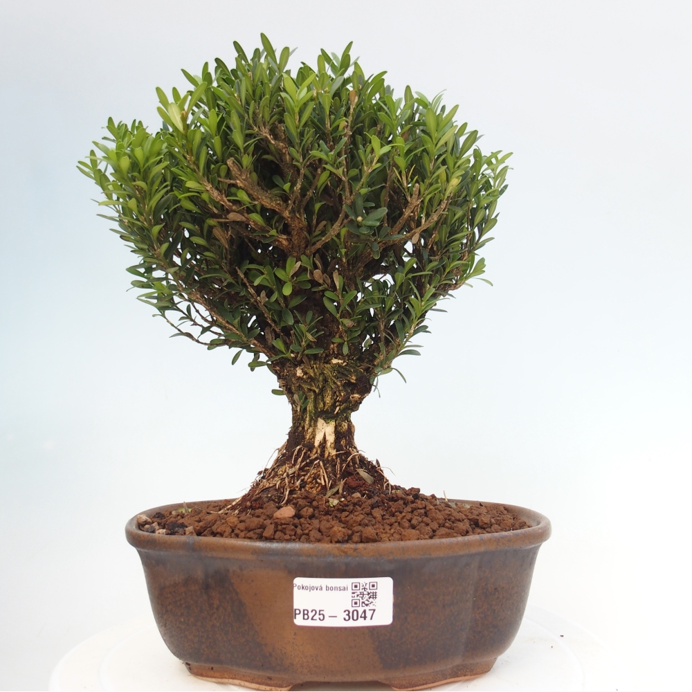 Innenbonsai - Buxus harlandii - Korkbuchsbaum