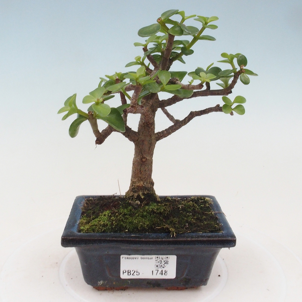 Zimmerbonsai - Portulakaria Afra - Tlustice