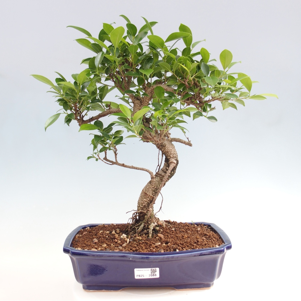 Zimmerbonsai - Ficus kimmen - kleinblättriger Ficus