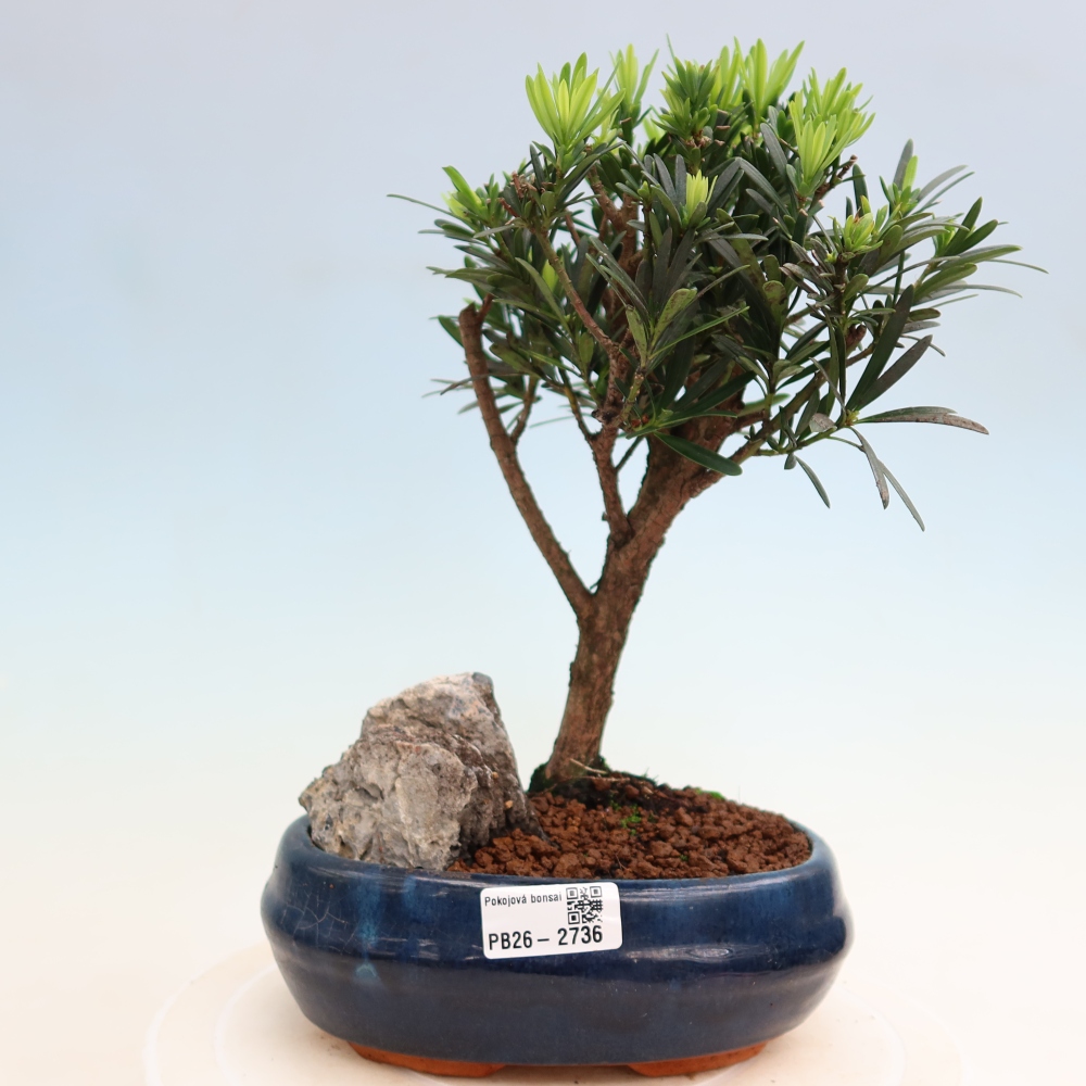 Zimmerbonsai - Podocarpus - Stein-Eibe