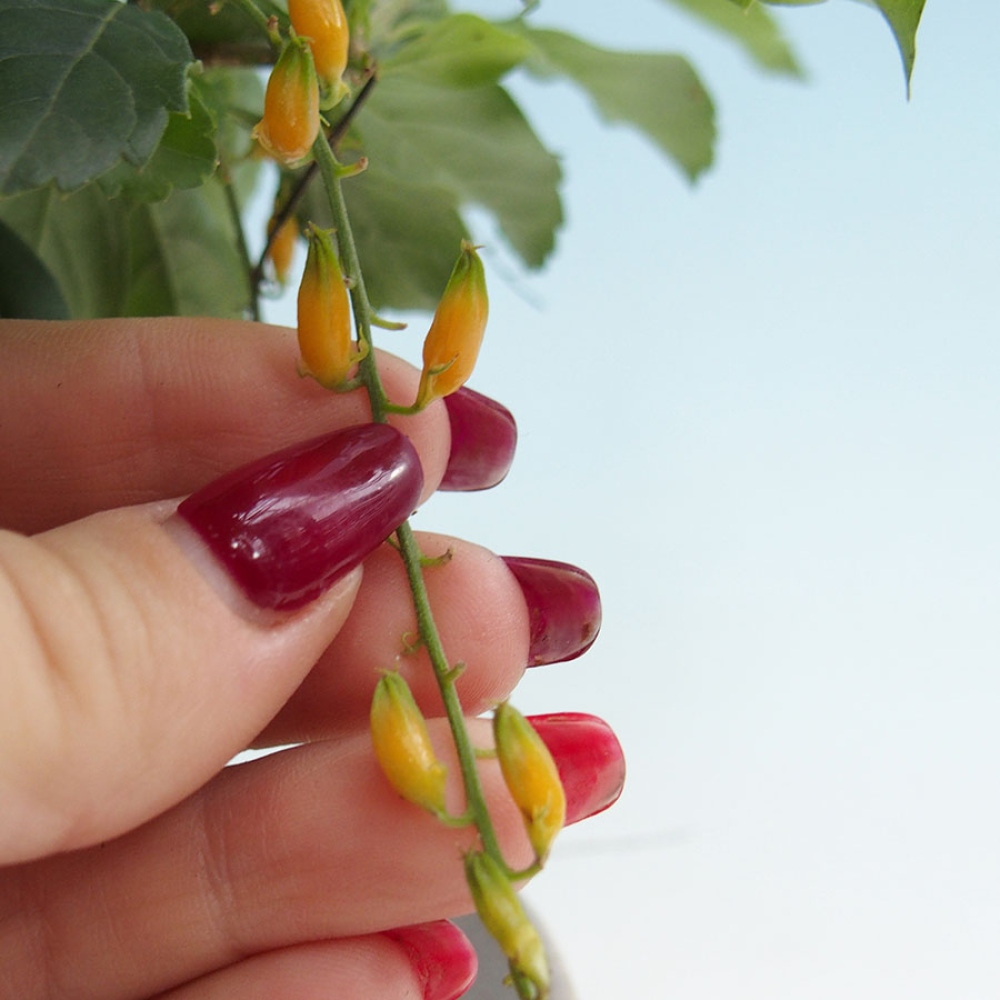 Zimmerbonsai - Duranta erecta Aurea