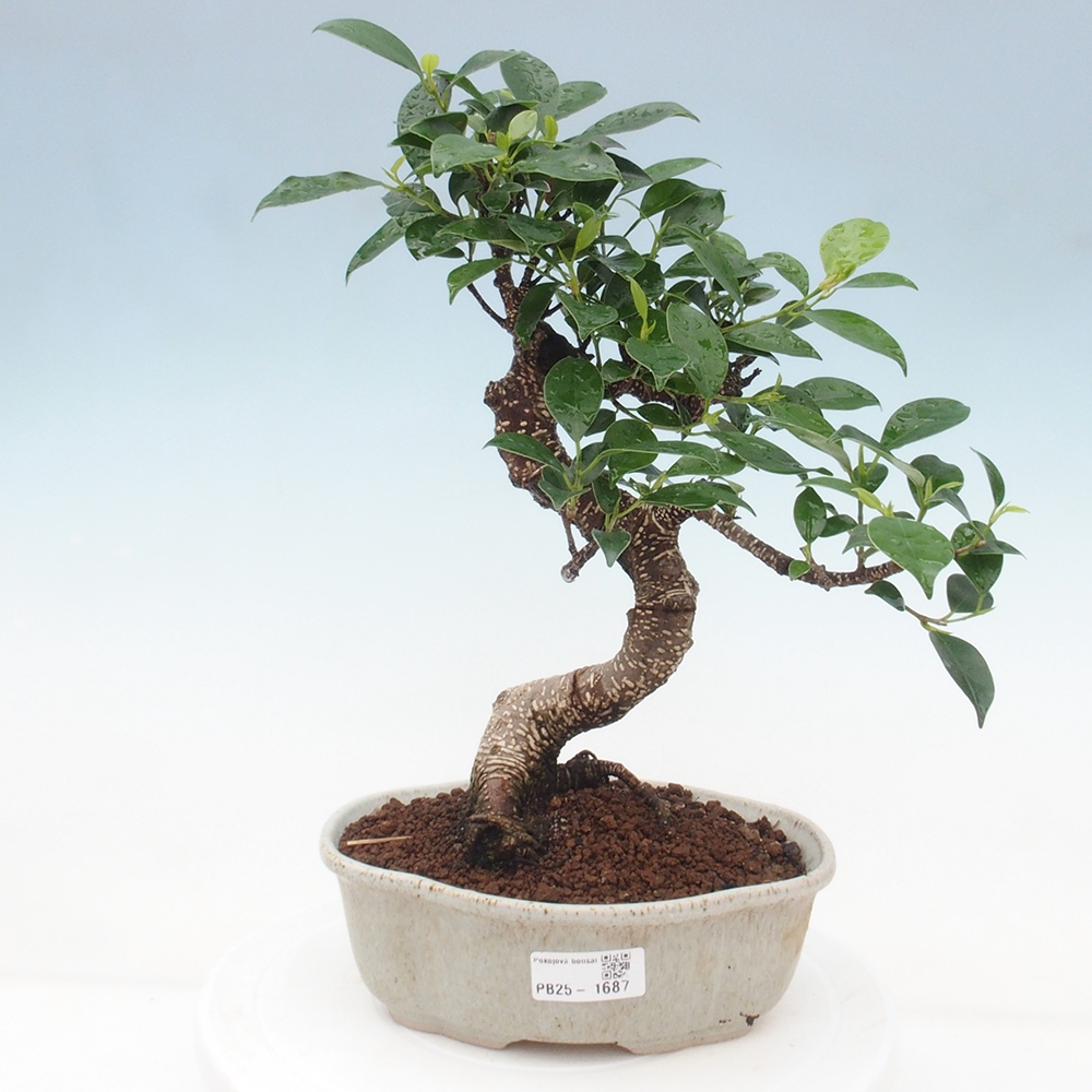 Indoor-Bonsai - Ficus retusa - kleiner Ficus