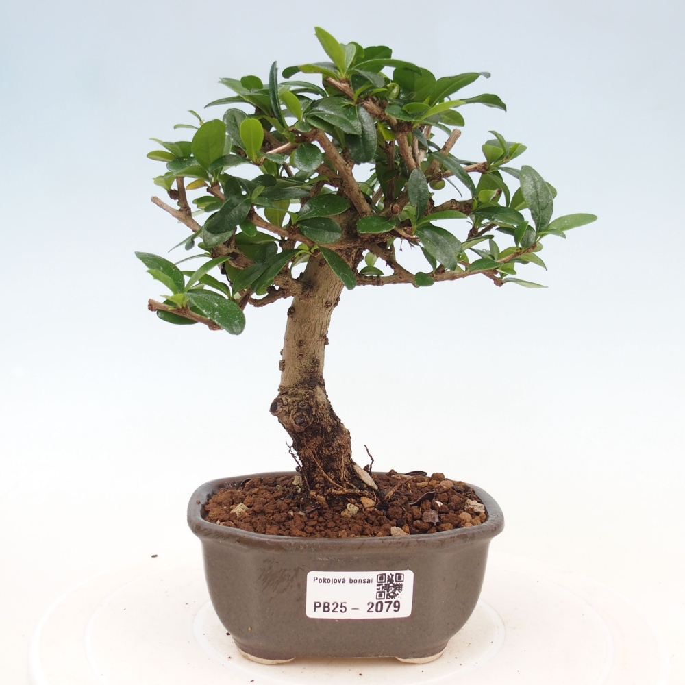 Zimmerbonsai - Carmona Macrophylla - Fuki-Tee