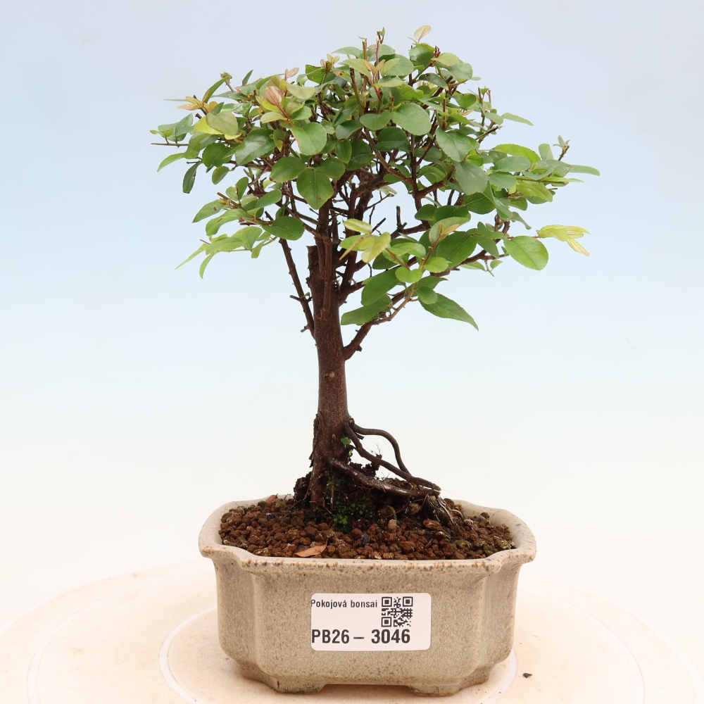 Zimmer Bonsai - Sageretia thea - Sageretia thea
