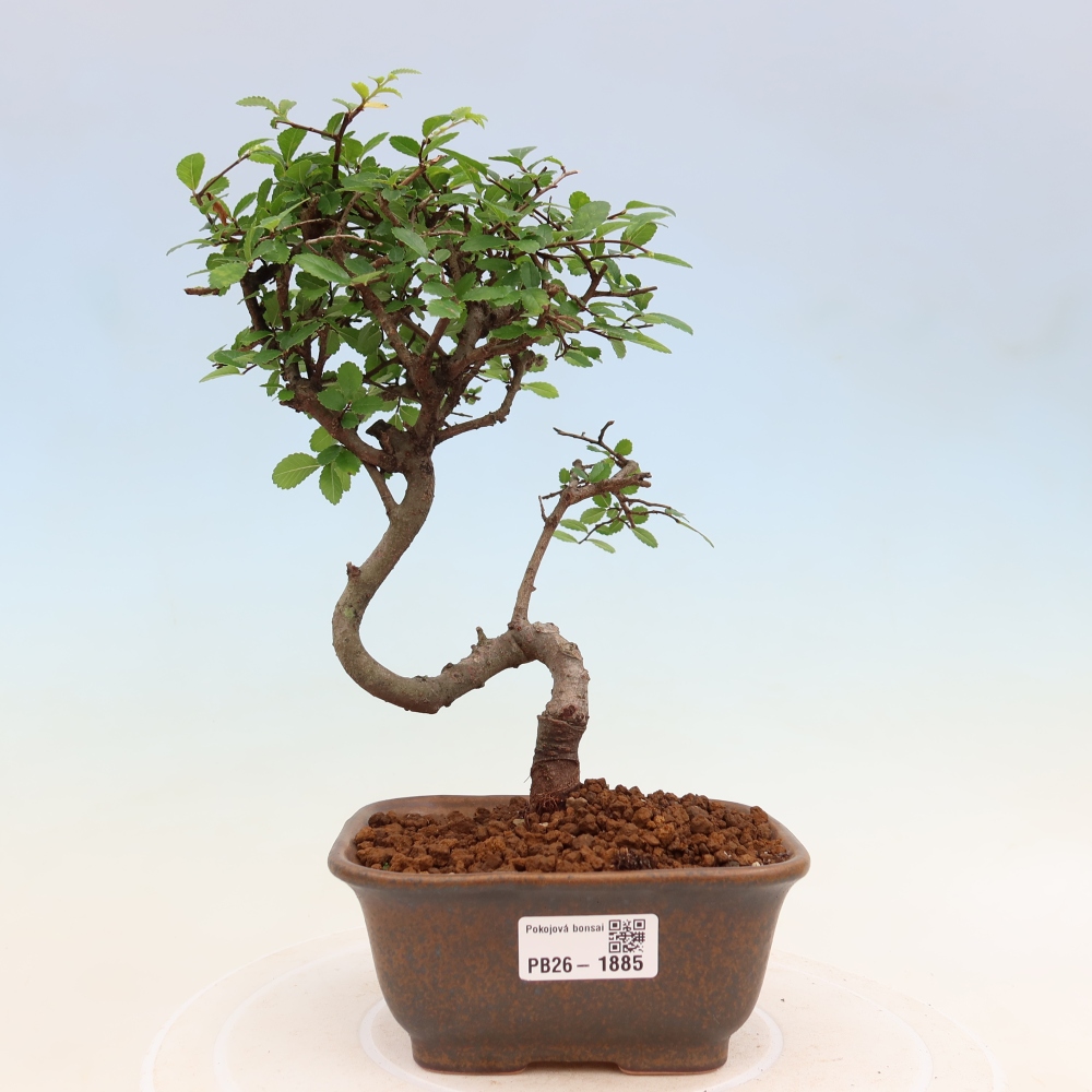 Zimmerbonsai - Ulmus parvifolia - Kleinblättrige Ulme